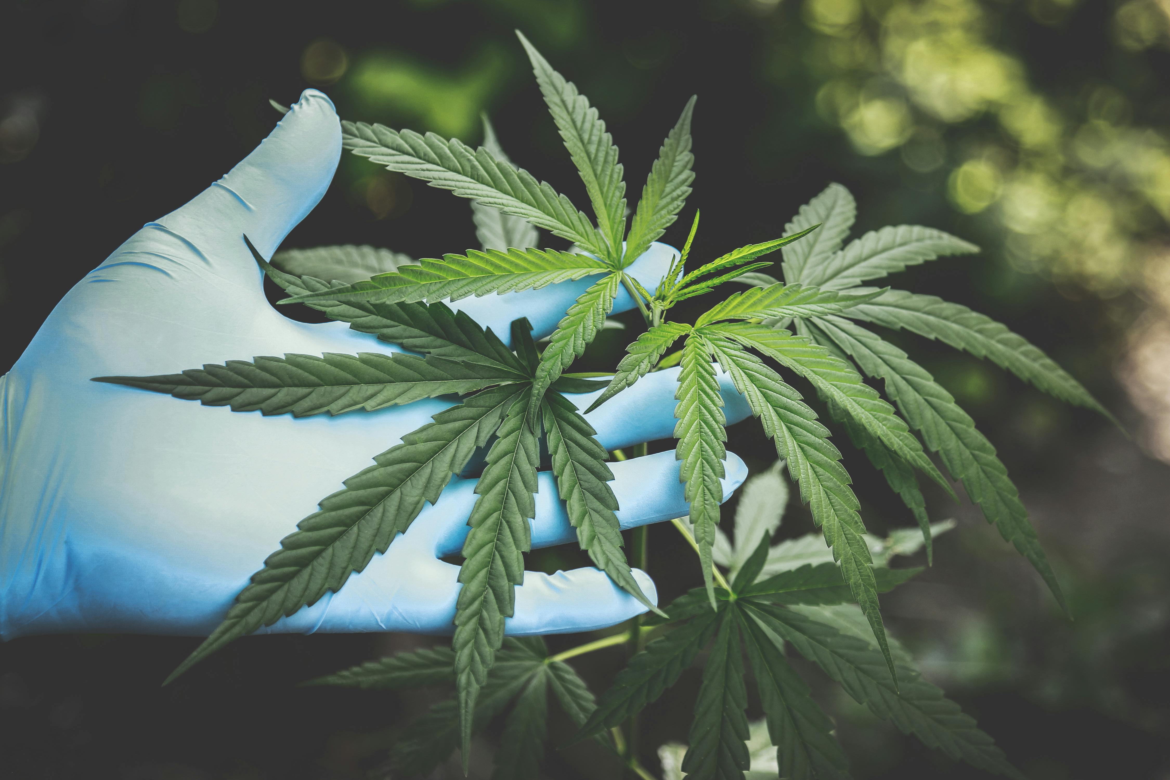 大麻に重金属のリスクがあることが判明