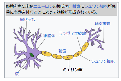 髄鞘